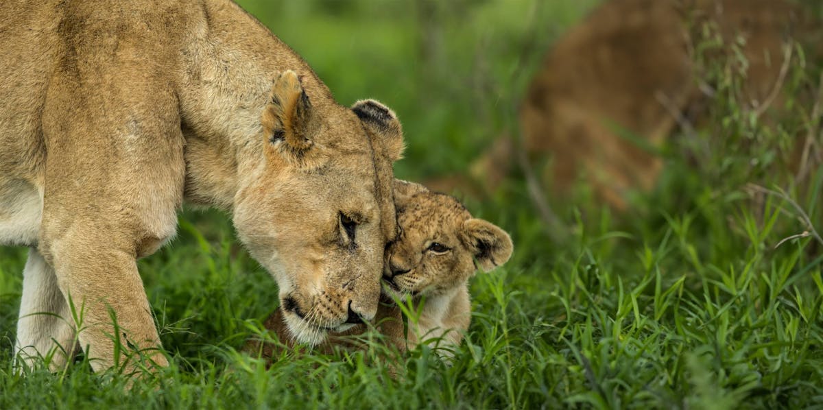 Maternal instinct in the animal kingdom