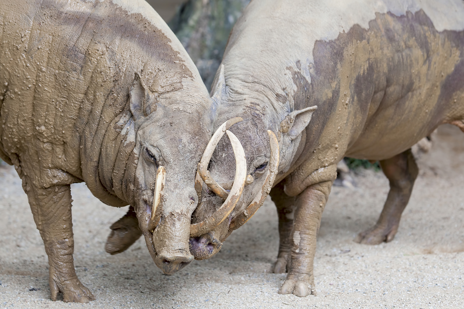 Babirusa. Image Credit: © Jpldesigns, Dreamstime. Babirusa. Image Credit: © Jpldesigns, Dreamstime.