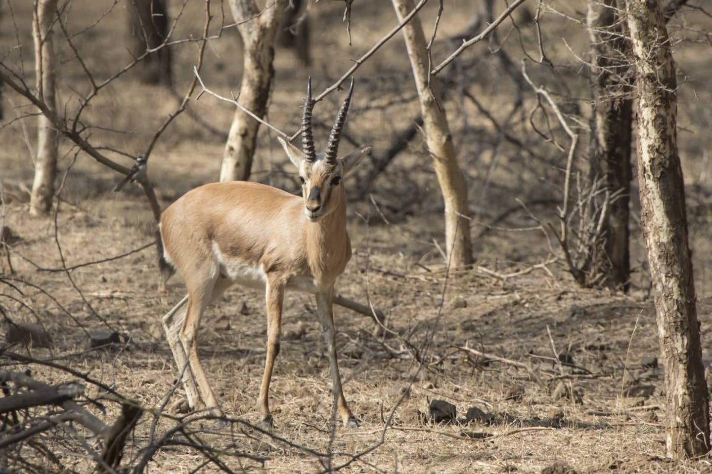 Indian gazelle: a charming species native to the Iranian desert