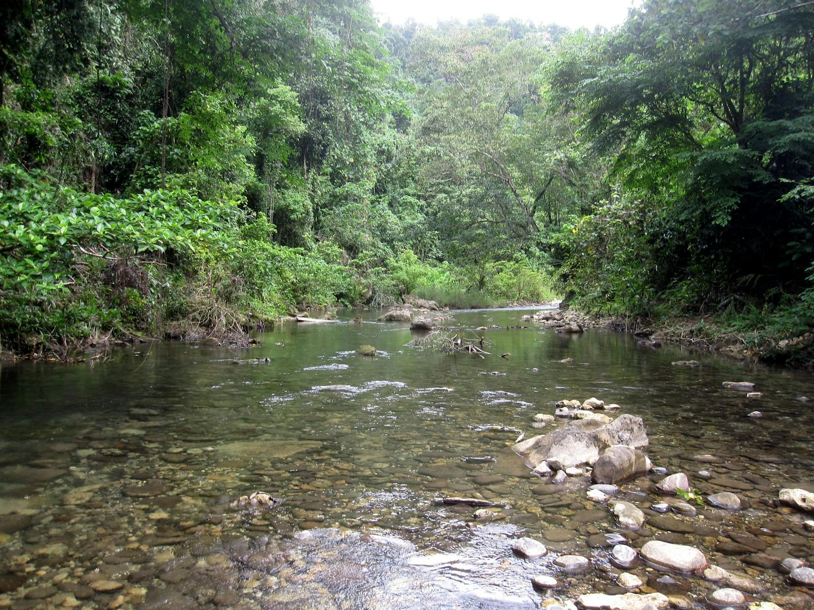 Northern New Guinea Lowland Rain and Freshwater Swamp Forests