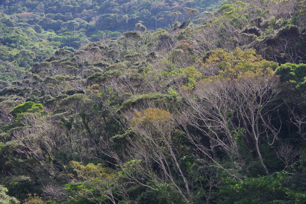 Nansei Islands Subtropical Evergreen Forests (IM14)