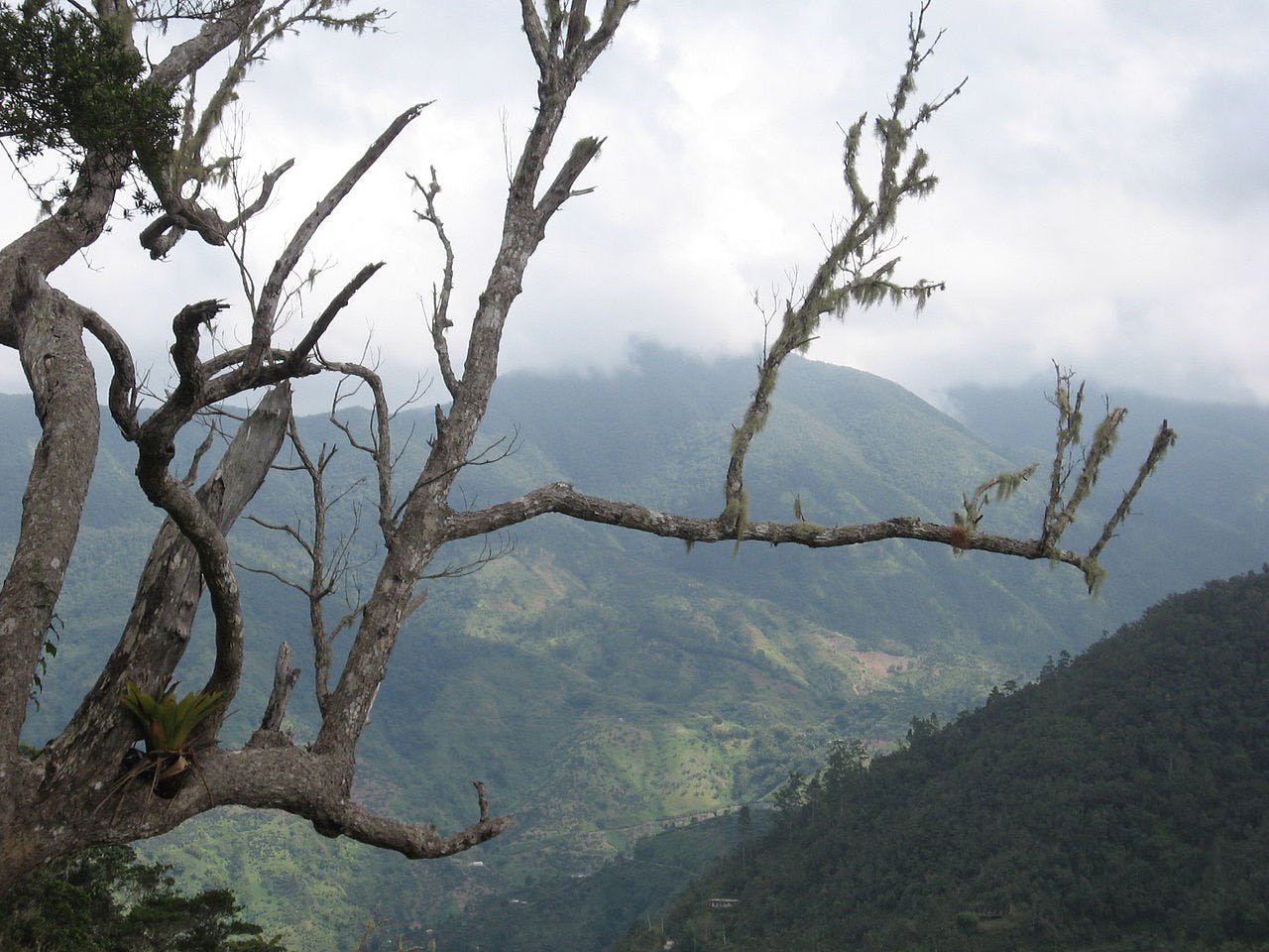 Jamaican Moist Forests | One Earth