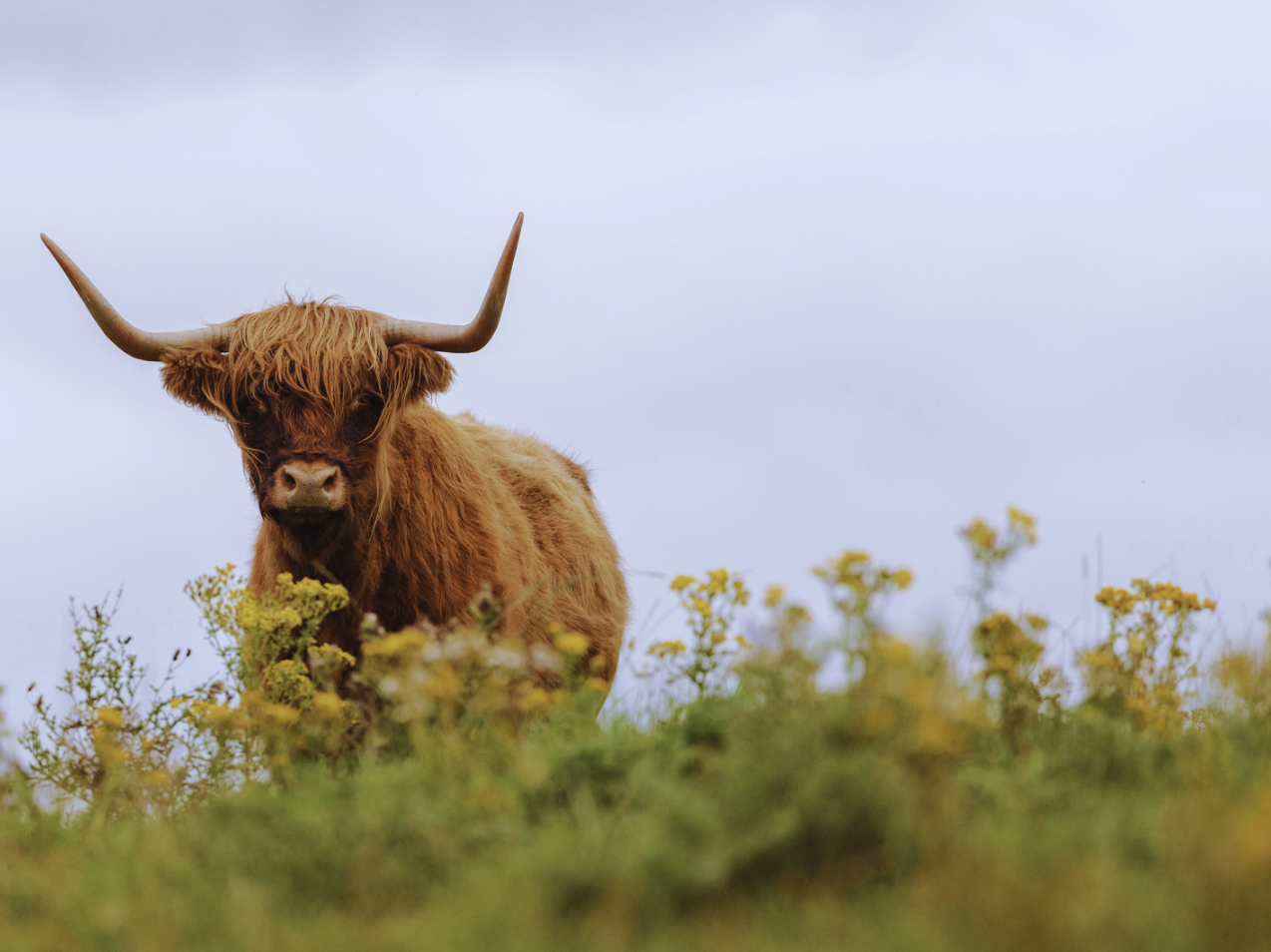 Matt Vermeersch is also using Highland cows in the same manner at Hitchcock Nature Center in Honey Creek, Iowa. Image Credit: Scott Allan from Getty Images via Canva Pro.