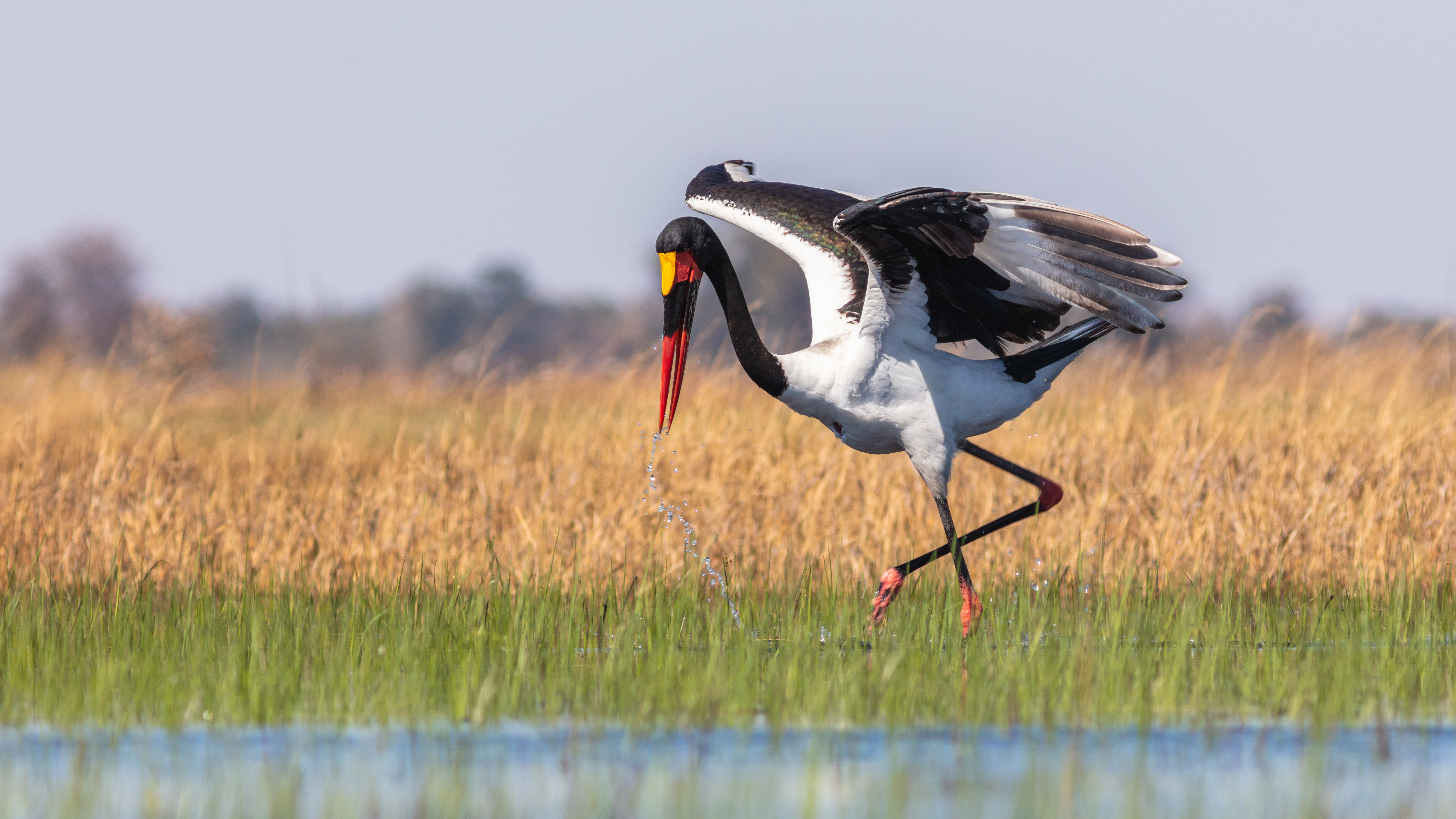 Бразильский аист. Седлоклювый ябиру. Ephippiorhynchus senegalensis. Африканский ябиру. Аист ябиру.