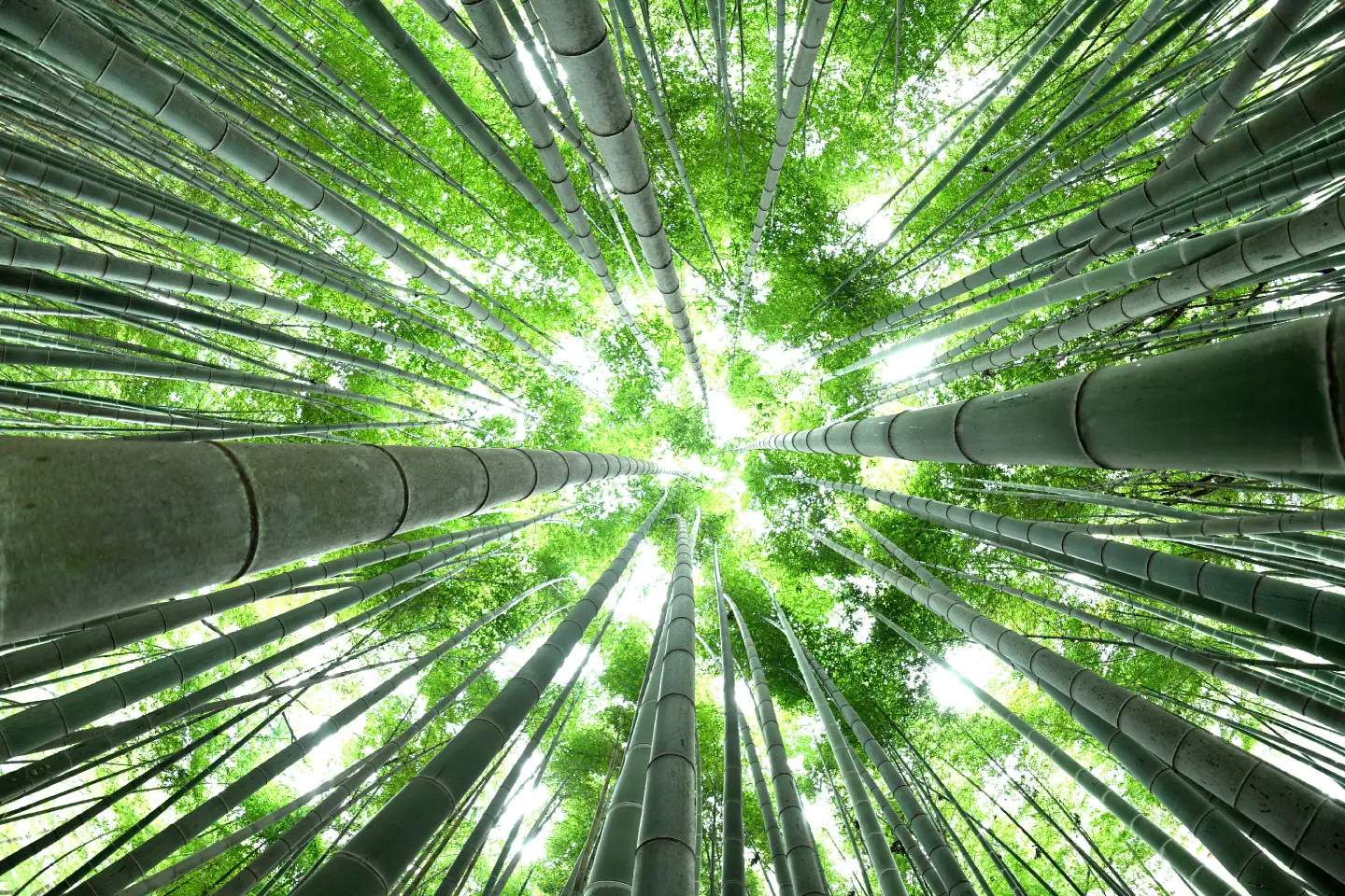 Bamboo grove. Photo | Shutterstock_1035318649