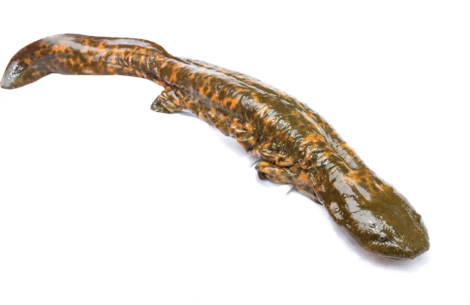 Outside the murky waters, the details of the hellbender’s camouflage can be seen cleary. Image Credit: Brian Gratwicke, Wiki Commons. Outside the murky waters, the details of the hellbender’s camouflage can be seen cleary. Image Credit: Brian Gratwicke, Wiki Commons.