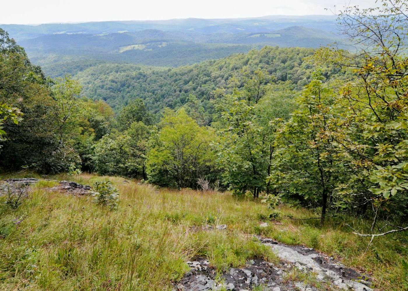 Appalachia & Allegheny Interior Forests (NA24)