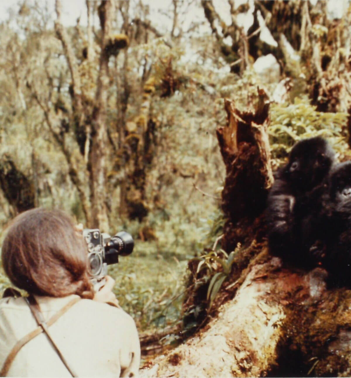 Dian Fossey taking photographs of a gorilla. Image credit: Courtesy of Dian Fossey Gorilla Fund