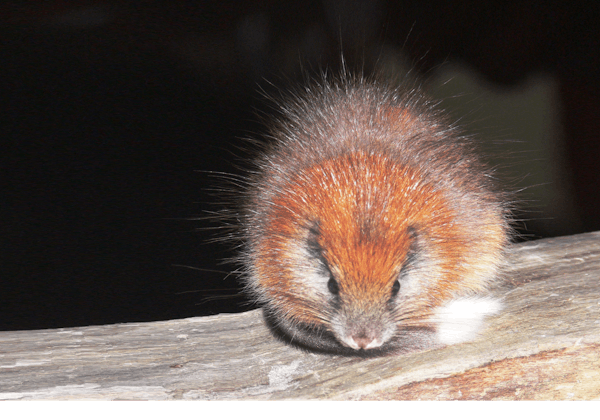 Rediscovering the colorful, sneaky red-crested tree rat in Columbia