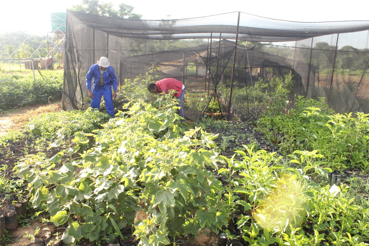 Indigenous tree nursery for establishing pollinator gardens. Image credit Courtesy of Research and Education for Sustainable Actions