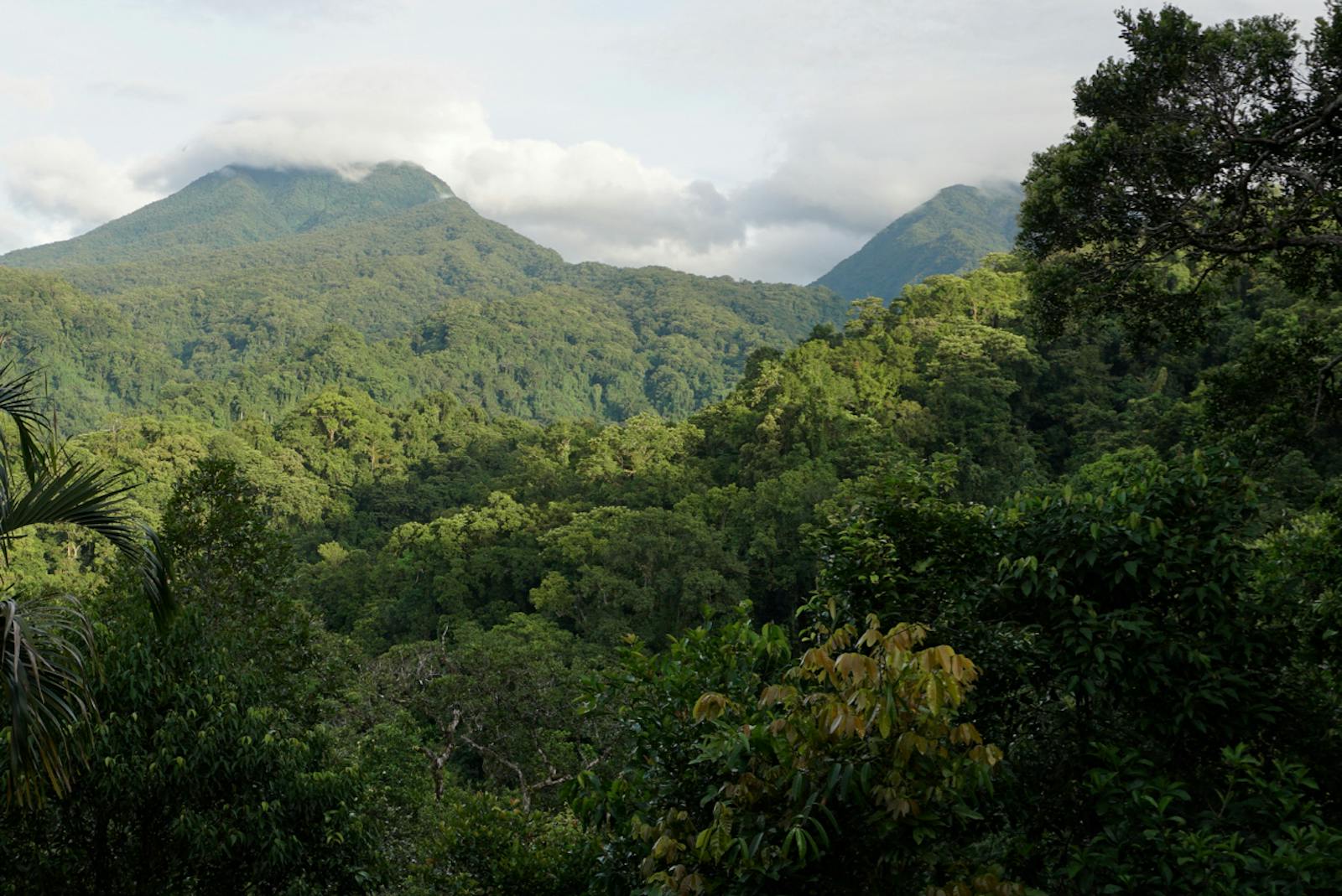 Solomon Islands Rainforests