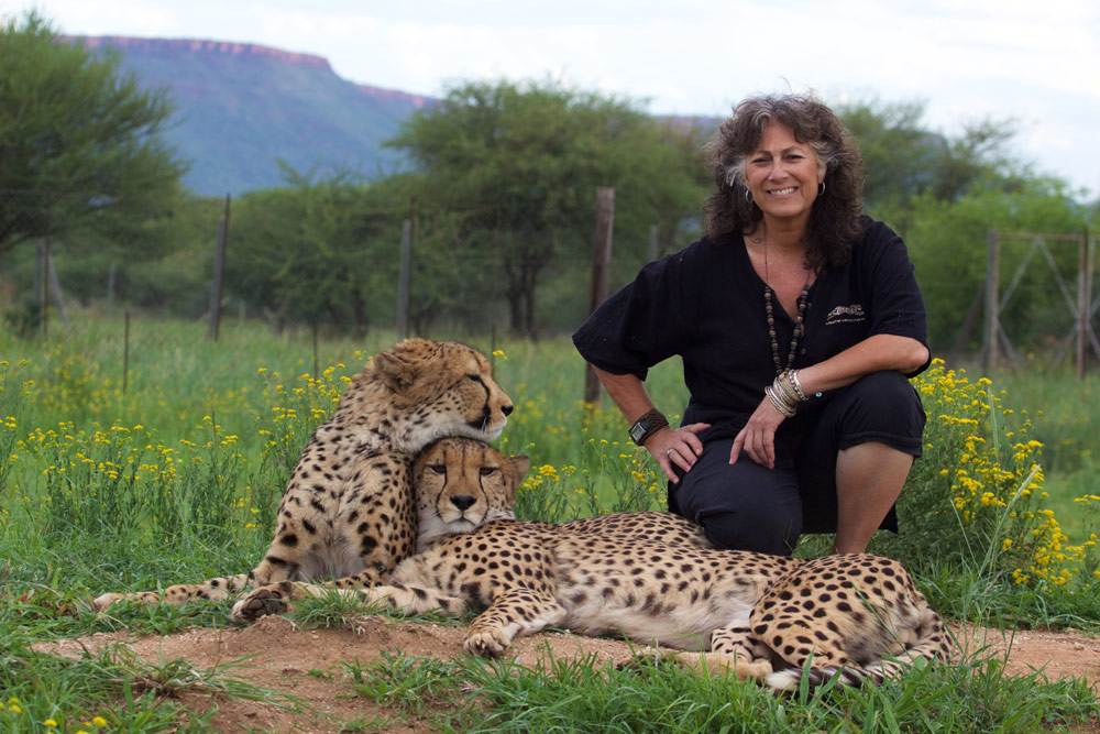 Dr. Marker is recognized around the world as one of the leading experts on cheetahs, both in the wild and in human care. Image Credit: Cheetah Conservation Fund.