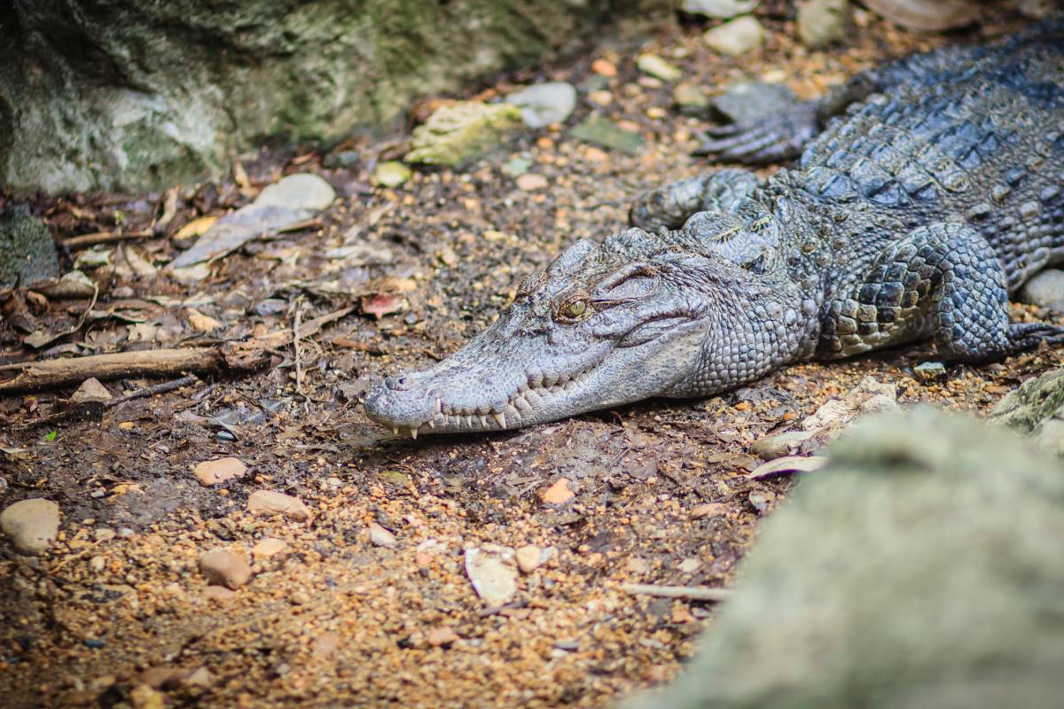 The surprising story of rediscovering Siamese crocodiles in Southwest Asia