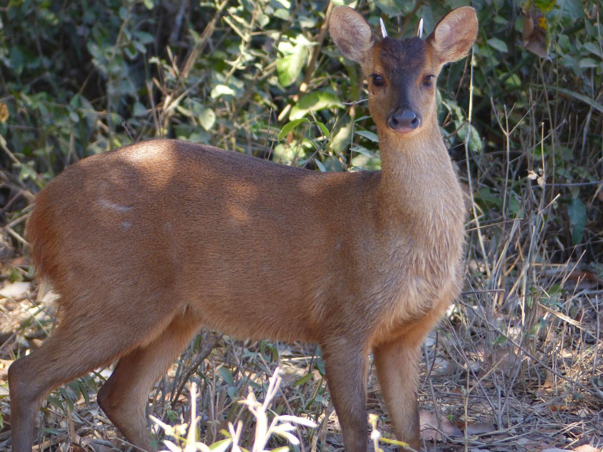 Red brocket. Image credit: Creative Commons, Bernard Dupont, 2016.