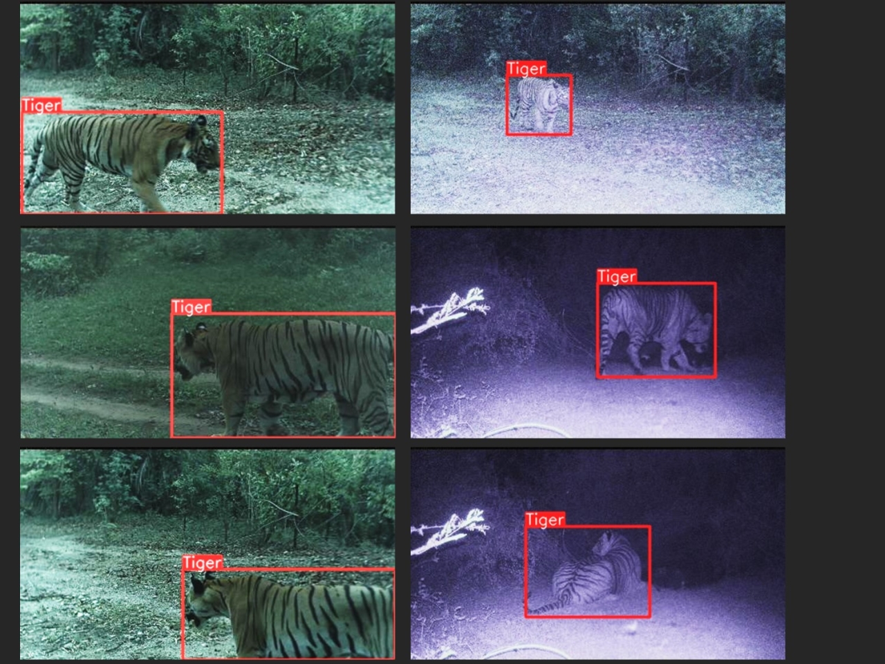 Tigers detected at night and during the day by trailguard ai. Image credit NTCA, Madhya Pradesh Forest Department, Global Tiger Forum, and RESOLVE.