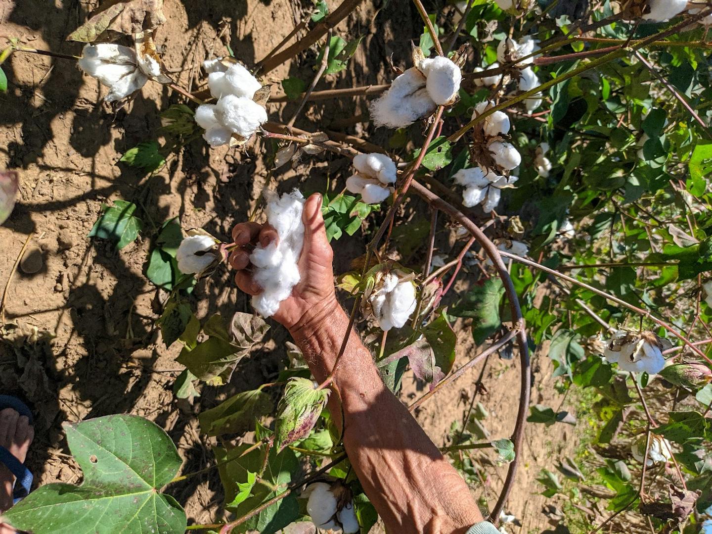 How Brazilian farmers grow sustainable organic cotton through agroecology
