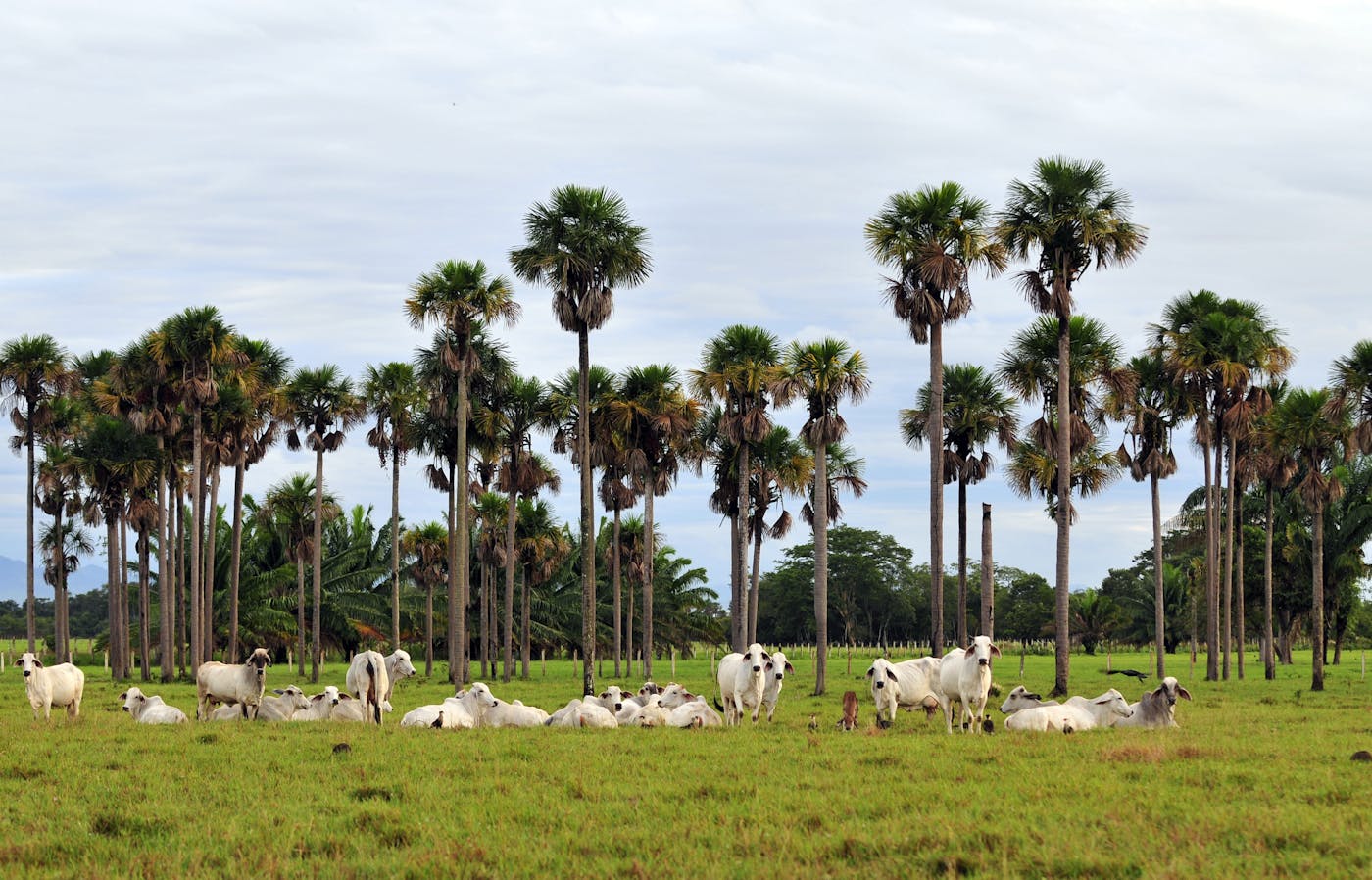 Llanos & Dry Forests (NT22)