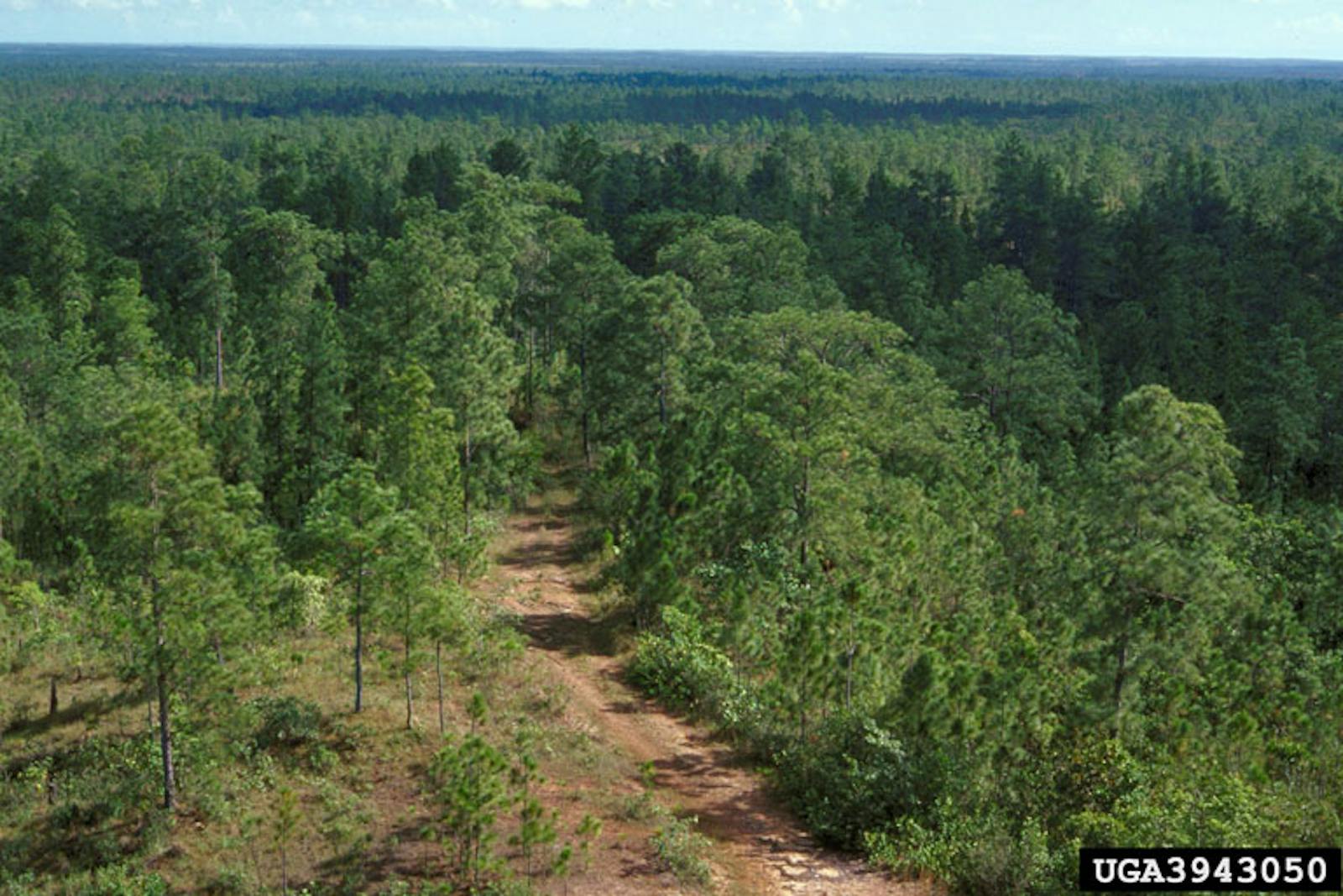 Miskito Pine Forests