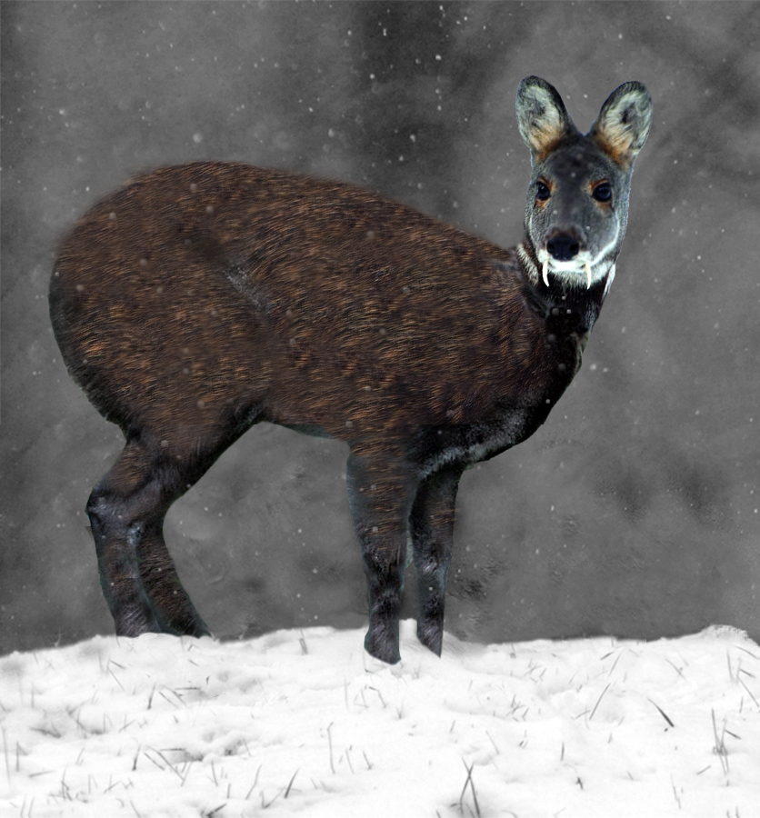 Siberian musk deer. Image credit: Wikipedia, Erik Adamsson (CC by 1.0)