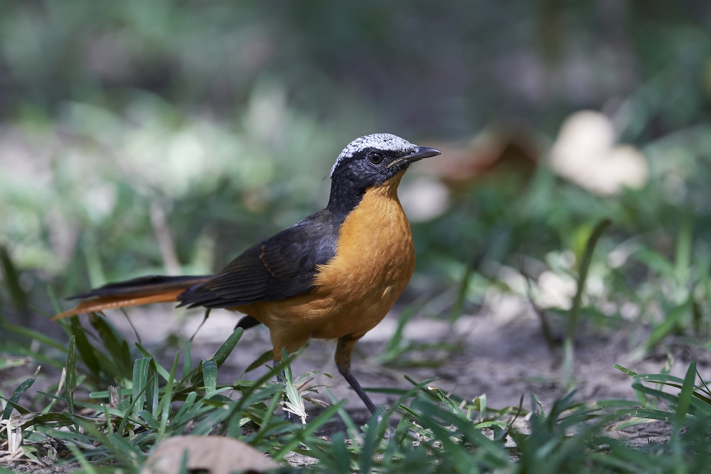 White-crowned robin (Cossypha albicapilla) in its natural habitat.