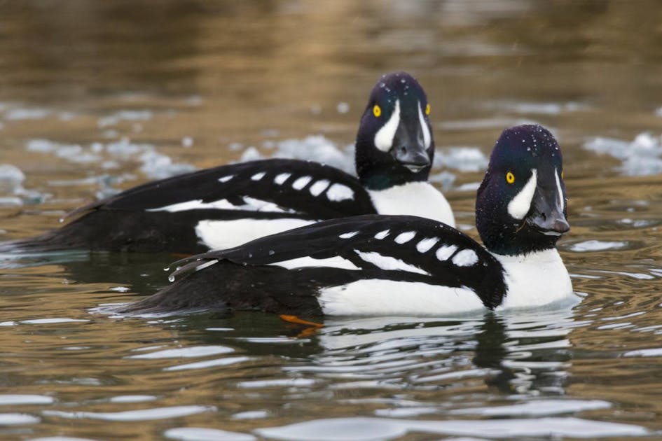 Barrow's goldeneye: a species of duck with brilliant yellow eyes