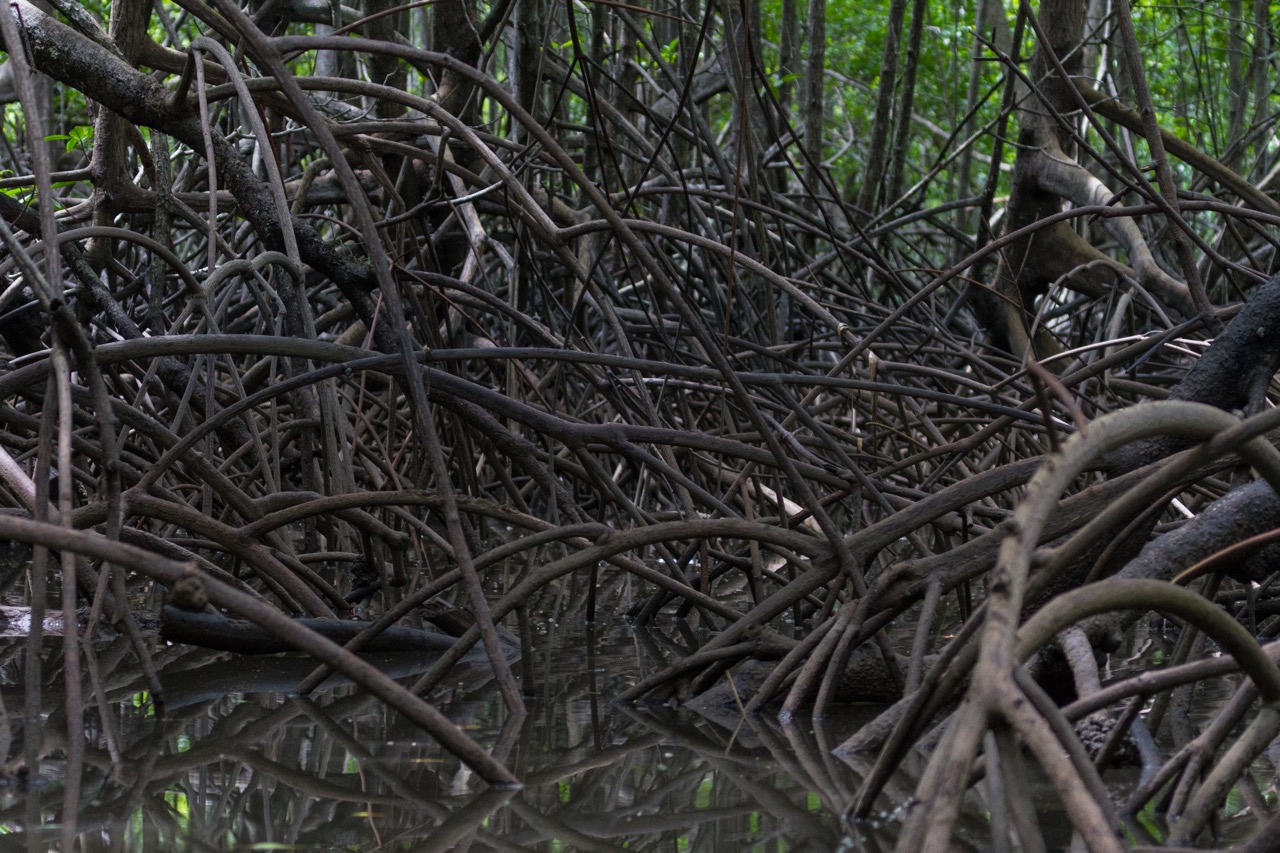mangroves-corcovado-national-park