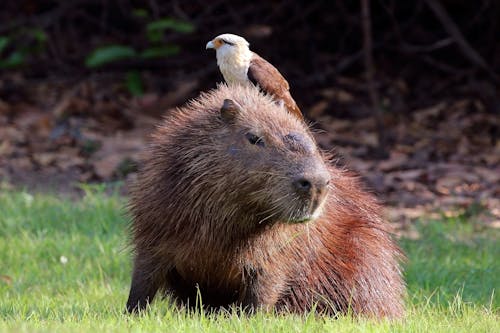 Capybara (Hydrochoeris hydrochaeris)