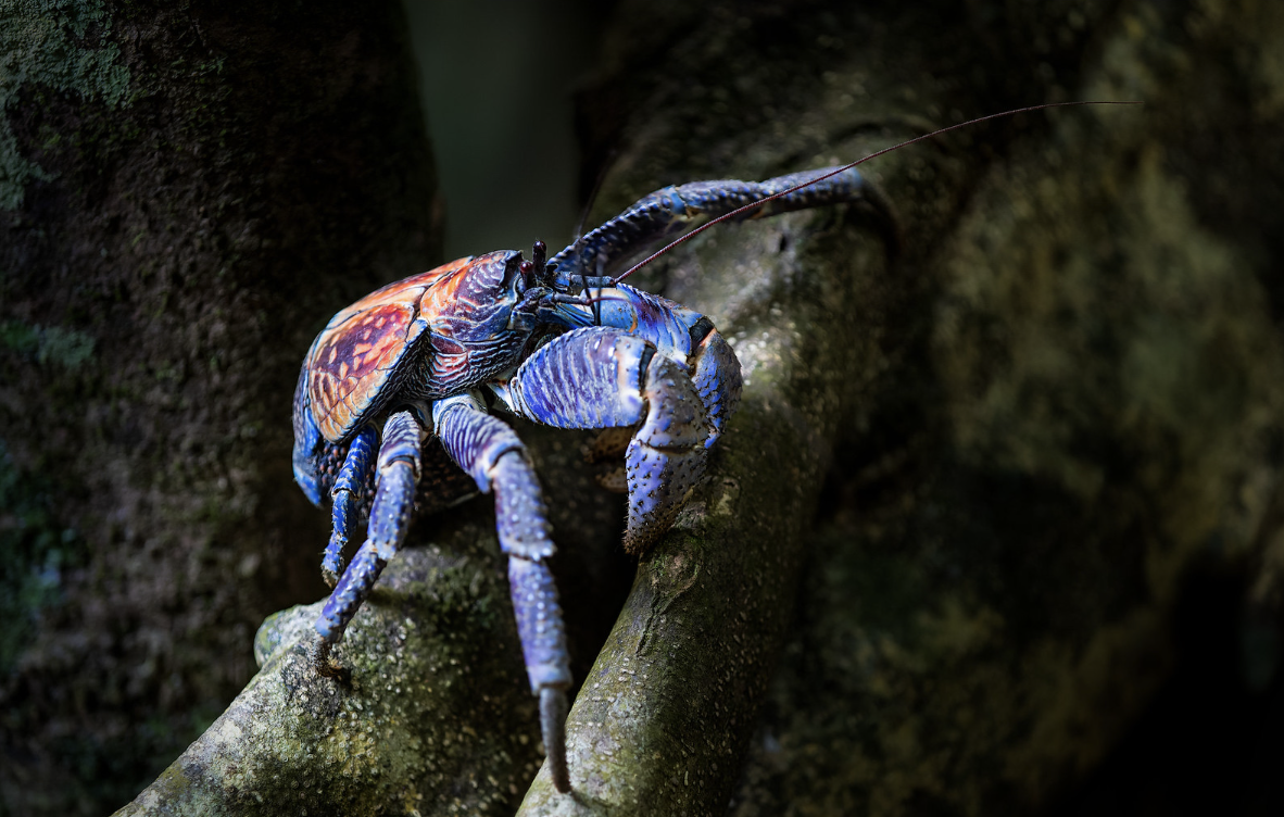 A coconut crab on Christmas Island with a vibrant blue hue. Image Credit: Maciek Gornisiewicz, Flickr.