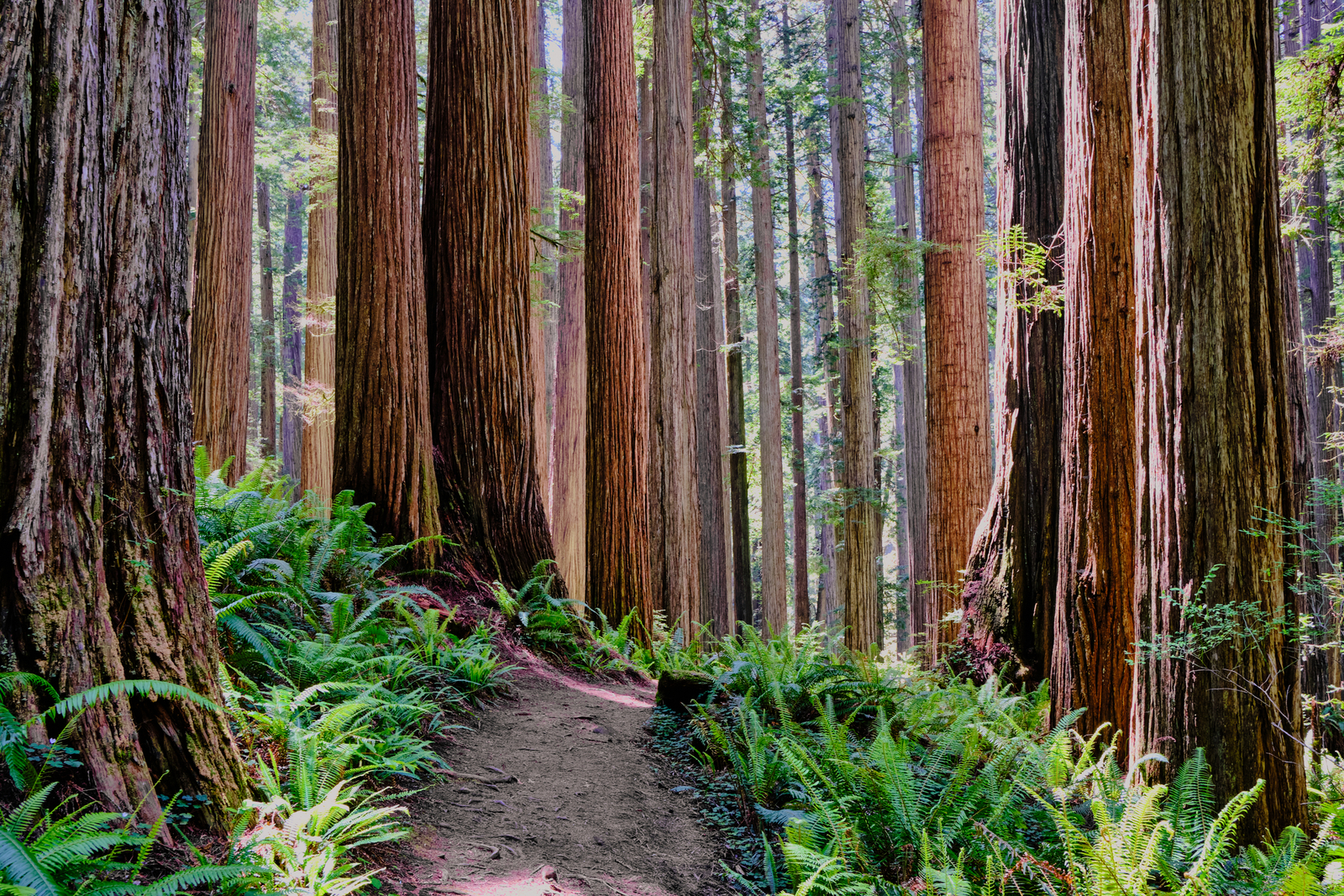 California's mighty redwoods as seen along a hiking trail in the Jedediah Smith Redwoods State Park. Image Credit: Annefrigon | Dreamstime.com.