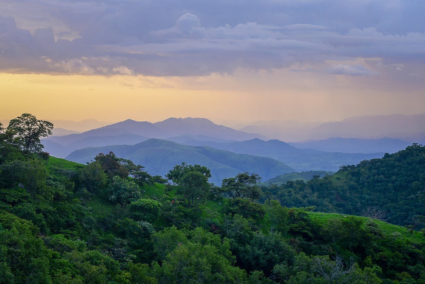 Mandara Mountain & North Congolian Forest-Savannas (AT16)