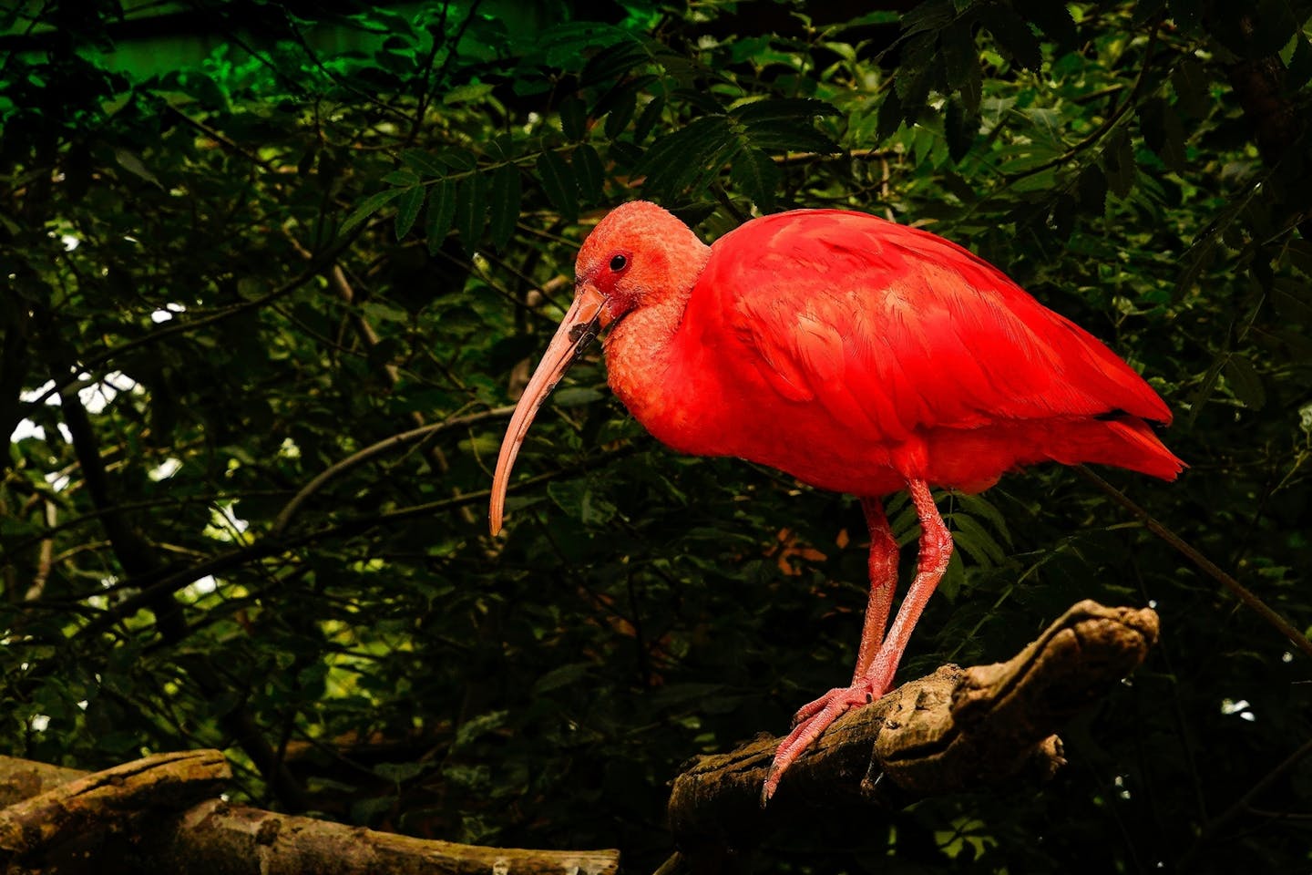 Meet the scarlet ibis: The stunning bird of South America's mangroves