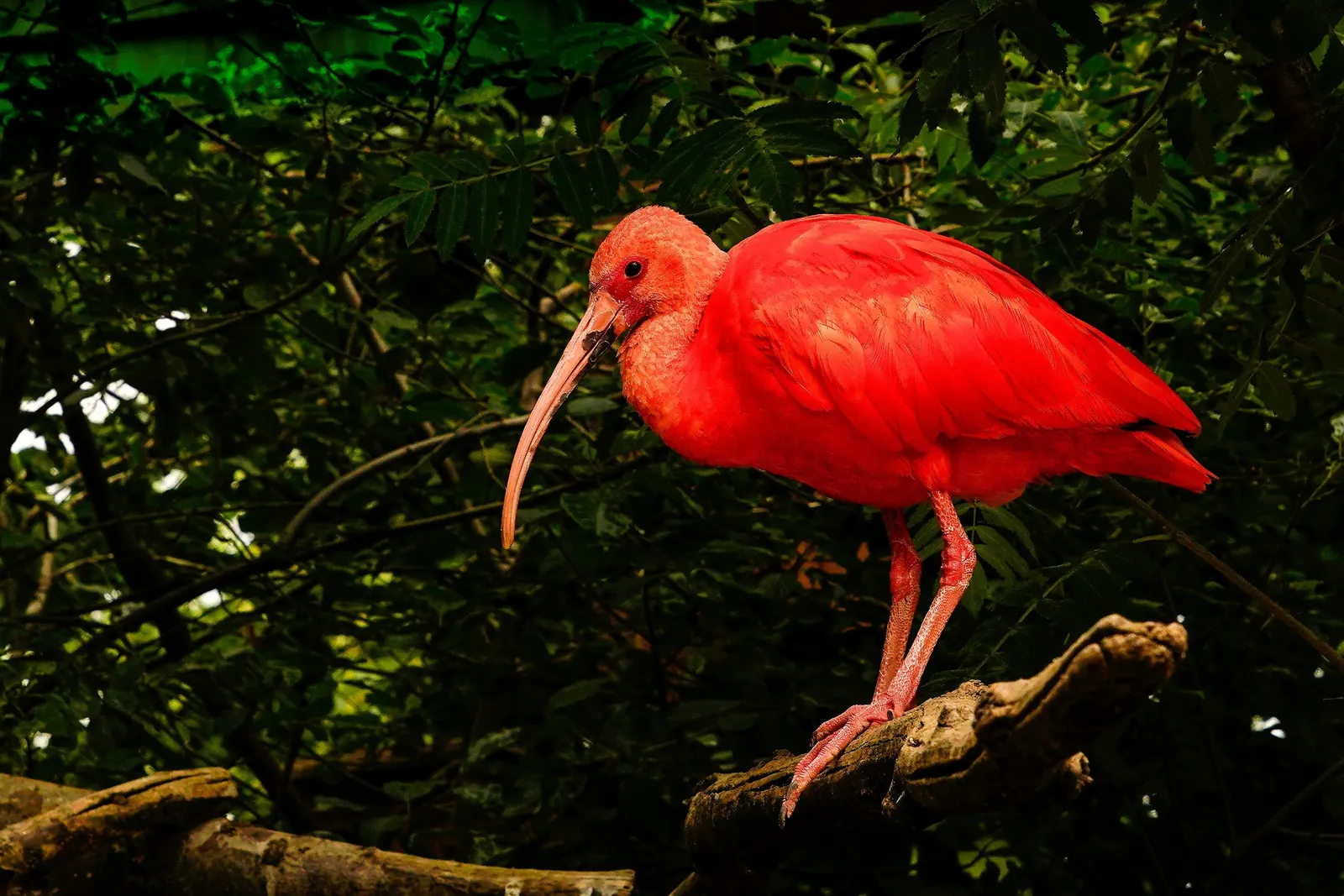 Meet The Scarlet Ibis The Stunning Bird Of South America s Mangroves Meet The Scarlet Ibis The Stunning Bird Of South America s Mangroves