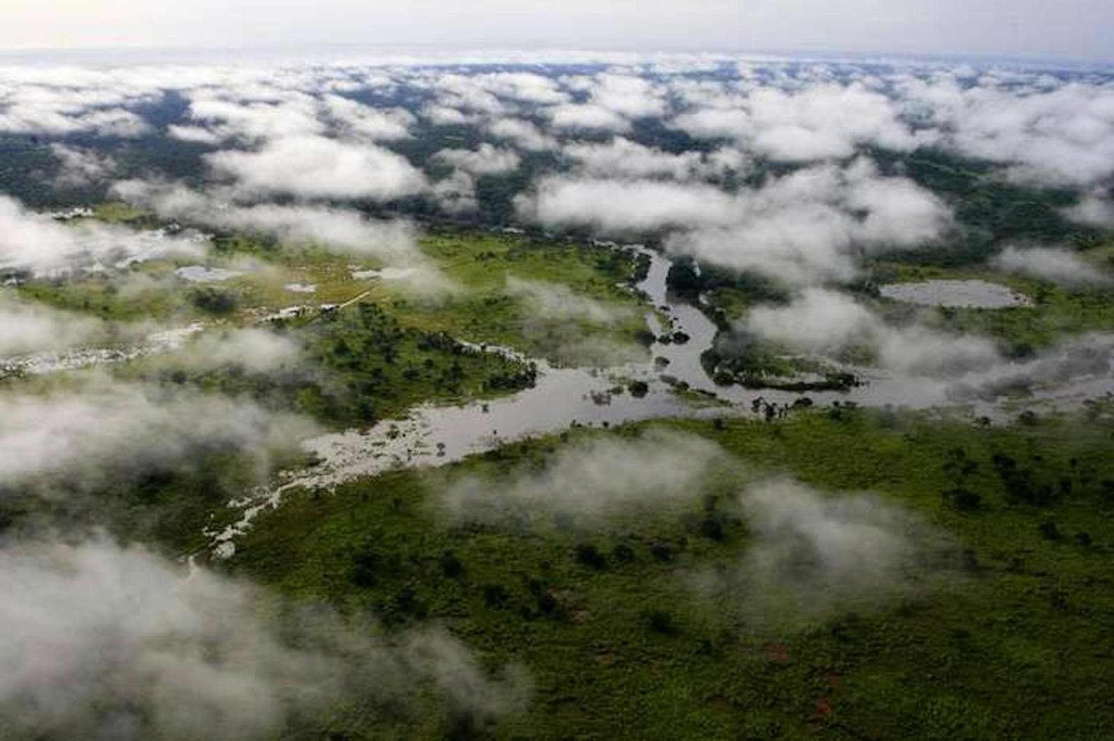 Discovering the forest wonders of Africa, and the threats they face