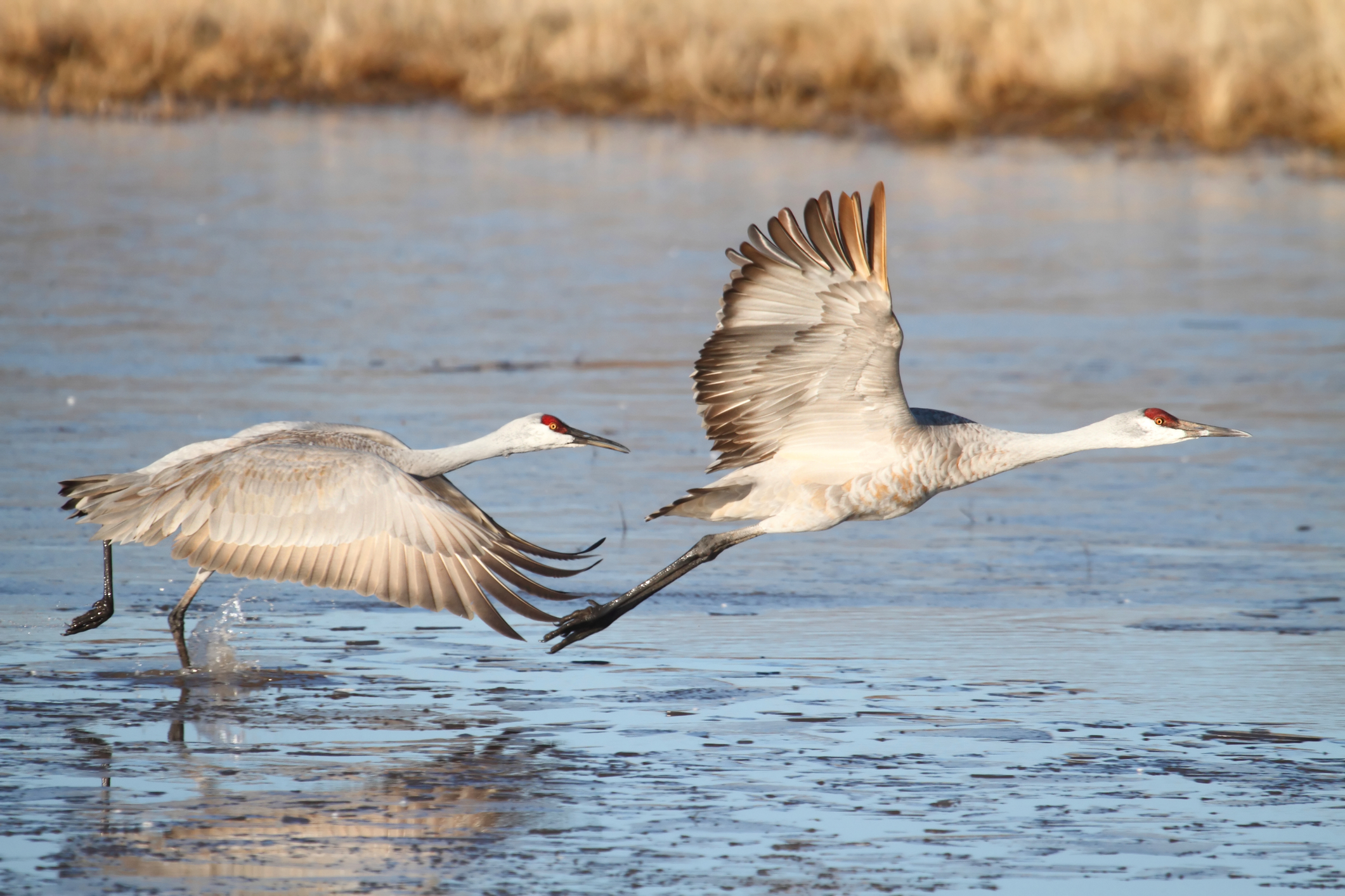Sandhill cranes. Image Credit: © Steve Byland, Dreamstime.