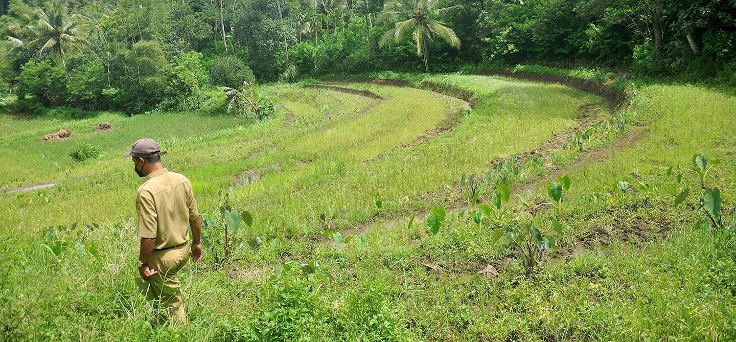 Solar irrigation: how Indonesian farmers resist drought and save money