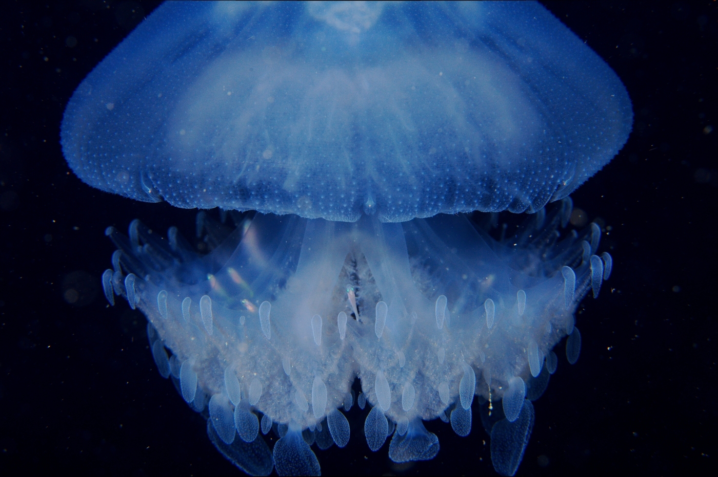 Smallest Jellyfish In The World