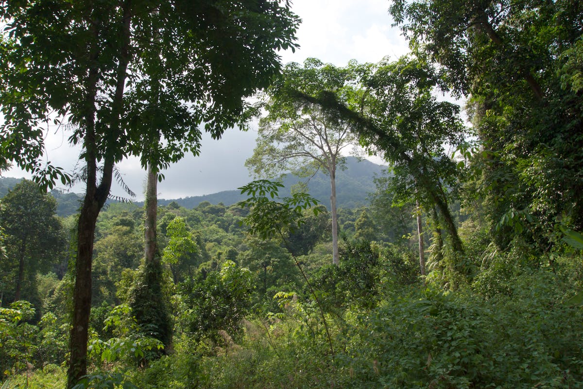 Southeast Asian Forests