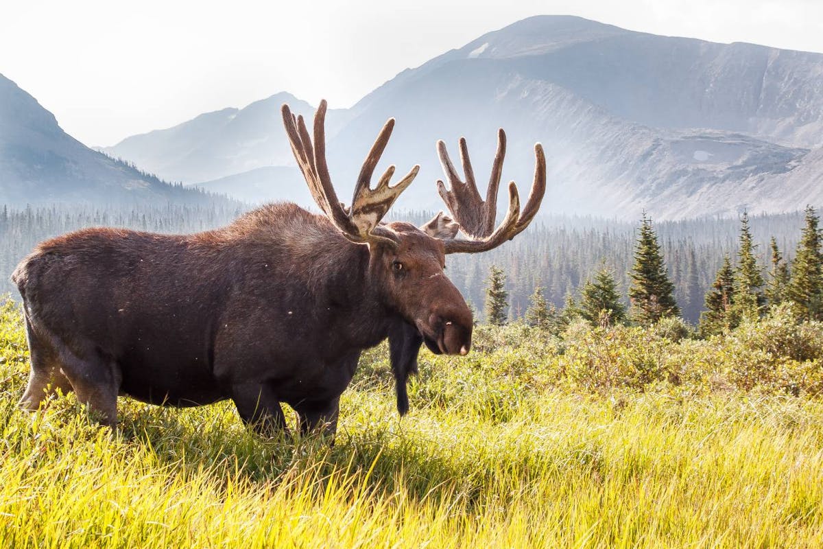 Moose: The majestic giants of the Northeastern American Mixed Forests