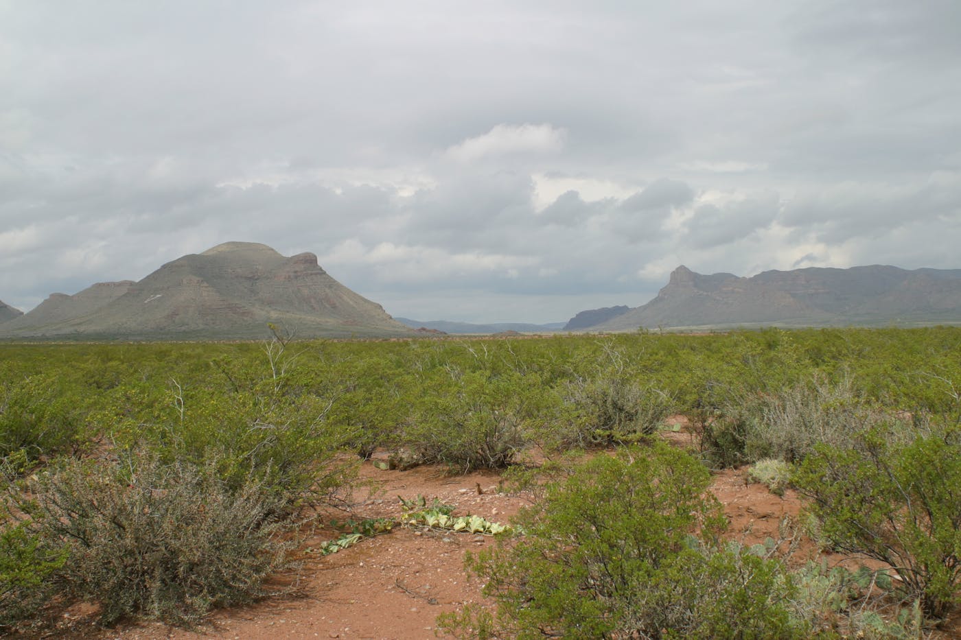 Sierra Madre Forests & Mexican Drylands (NA29)