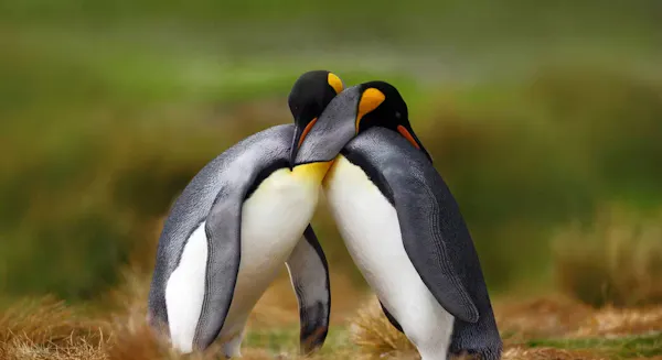 Celebrating queerness, gender expression, and sexual diversity in the natural world