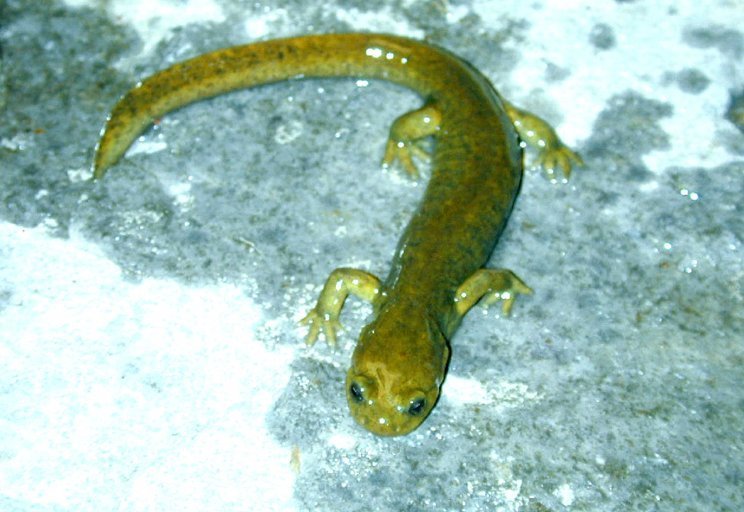 Afghani Mountain Salamander