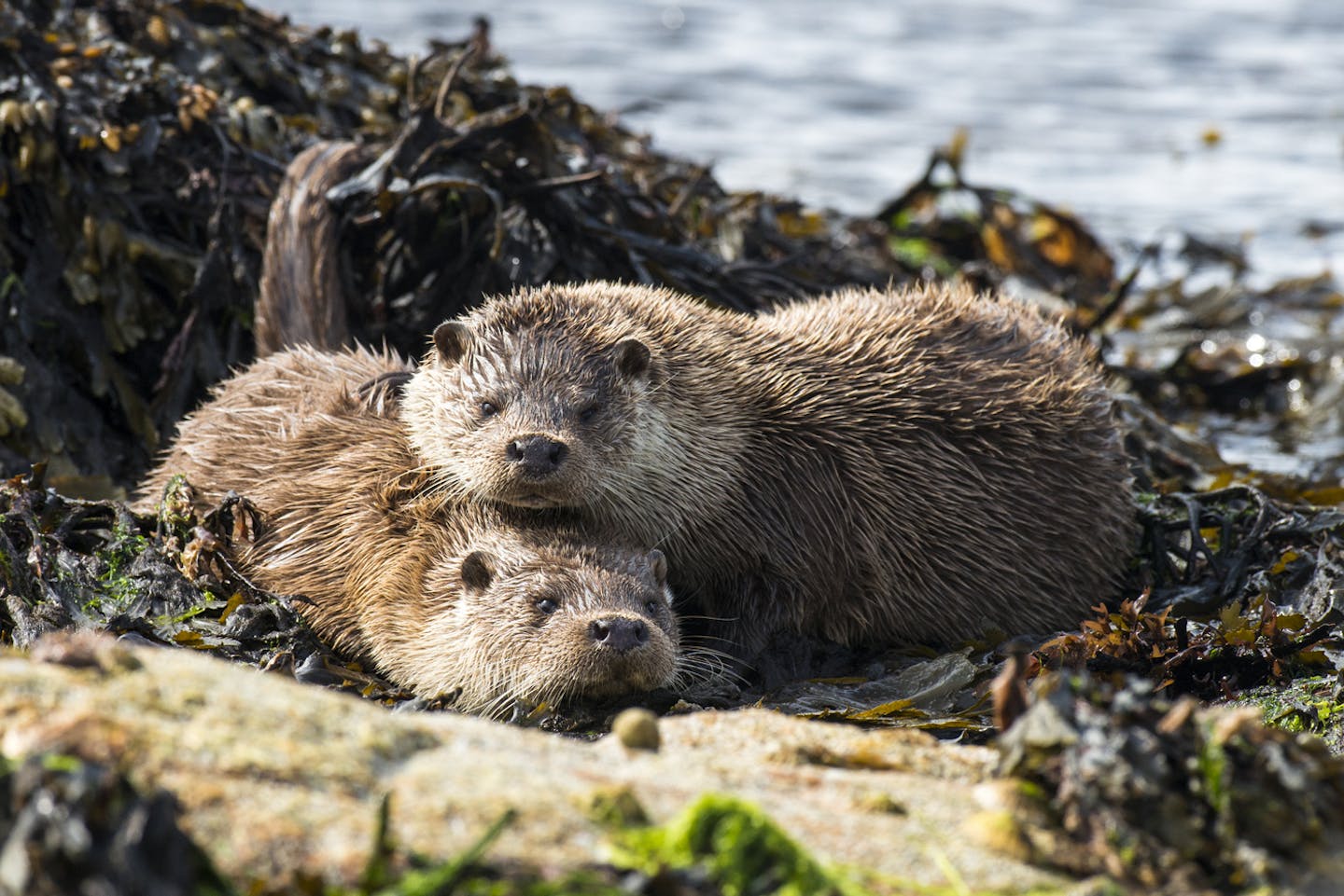 How sea otters fight climate change by guarding kelp forests