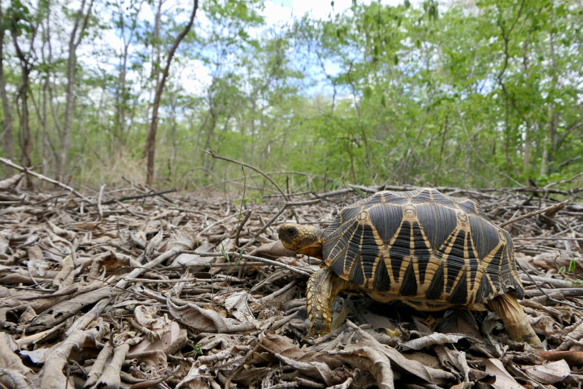 294--Irrawaddy-Dry-Forests-Burmese-starred-tortoise.