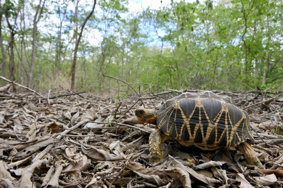 burmese star tortoise