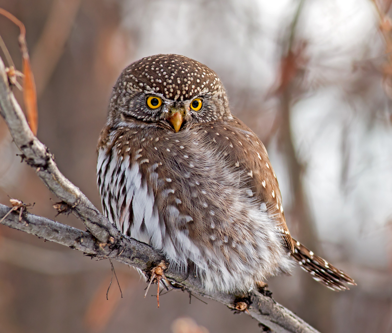 Northern pygmy owl (Glaucidium californicum).