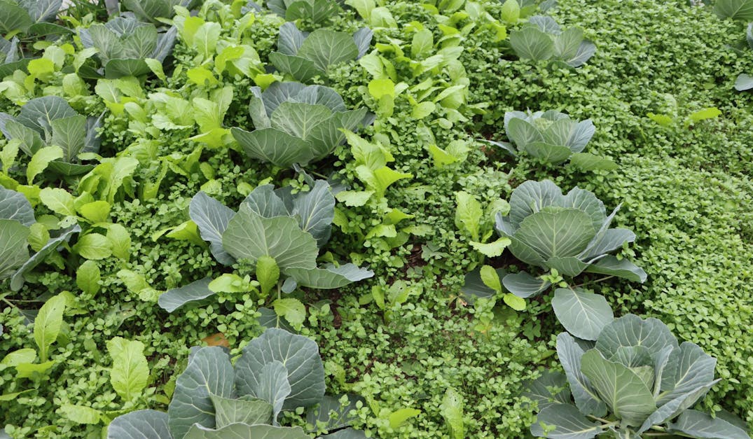 Polyculture