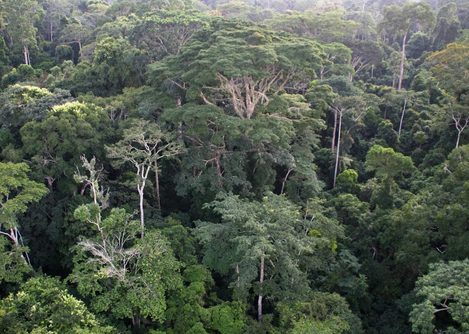 UCLA Congo Basin Institute