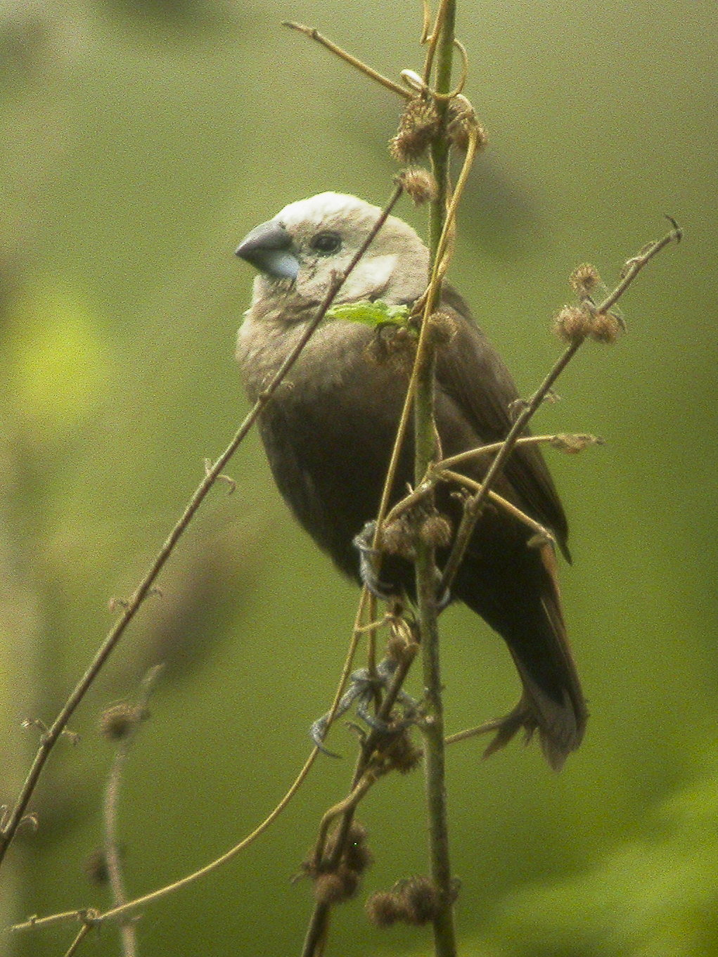 Gray-headed Munia. Image credit: Wikipedia, Francesco Veronesi (CC by 2.0)