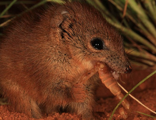 great sandy desert animals