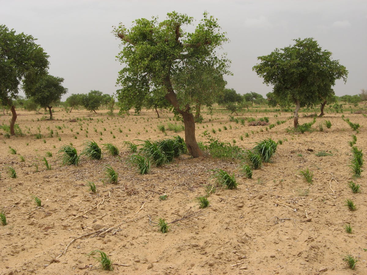 Case study 10: farmer-managed natural regeneration of trees